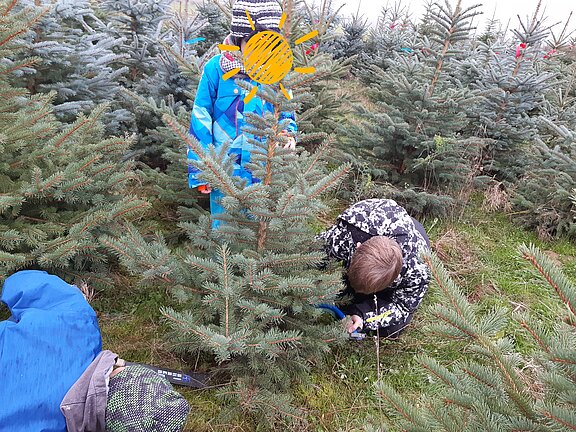 2023-11-24_Weihnachtsbaum3.jpg 